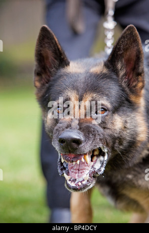 Une ancienne prison service German Shepherd chien de travail montrant un comportement agressif Banque D'Images