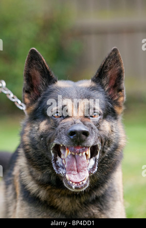 Une ancienne prison service German Shepherd chien de travail montrant un comportement agressif Banque D'Images