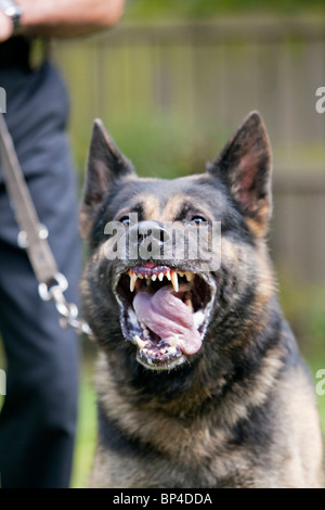 Une ancienne prison service German Shepherd chien de travail montrant un comportement agressif Banque D'Images