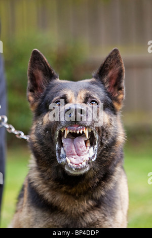 Une ancienne prison service German Shepherd chien de travail montrant un comportement agressif Banque D'Images