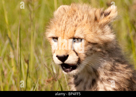 Cheetah cub dans le Masai Mara en attente pour le dîner de la mère Banque D'Images