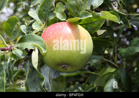 Apple rose poussant sur un arbre, Epsom Surrey England UK. Banque D'Images