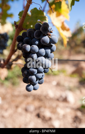 Des grappes de raisin Merlot violet bleuâtre, accrocher sur la vigne entourée de feuilles vertes. Banque D'Images