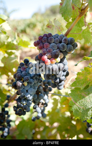 Des grappes de raisin Merlot violet bleuâtre, accrocher sur la vigne entourée de feuilles vertes. Banque D'Images