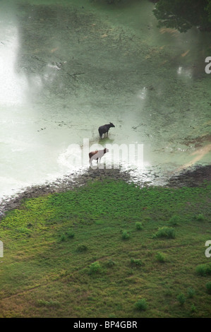 Deux têtes de bétail paissent dans une tourbière à un ranch près de la rivière Rouge dans le nord de la Louisiane, aux États-Unis d'Amérique. Banque D'Images