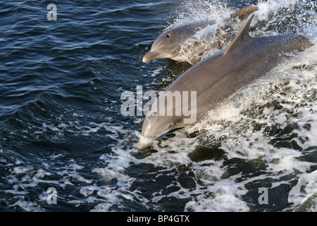 2 dauphins sautant d'eaux du golfe du Mexique en unision Banque D'Images