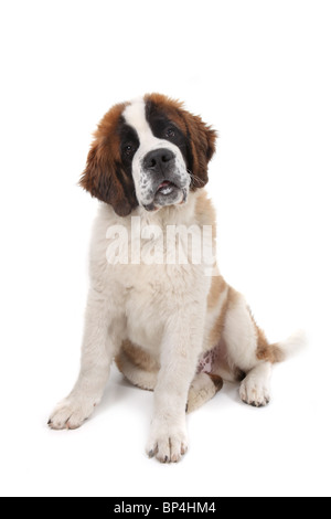 Curieux Saint Bernard Chiot Assis avec la tête inclinée dans Studio Shot Banque D'Images