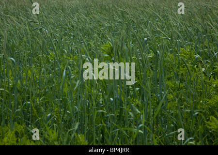 Le seigle (Secale cereale) est une herbe abondamment cultivé comme un grain et comme une plante fourragère. Il est membre de la tribu des Triticeae (blé) Banque D'Images