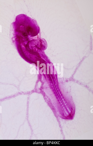 Fond clair photomicrographie, développement d'embryons de poulet, 60h 32 somites Banque D'Images