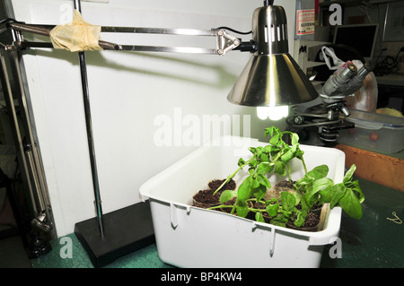 Une expérience contrôlée de pucerons sur une fève (Vicia faba) plante sous lumière artificielle Banque D'Images