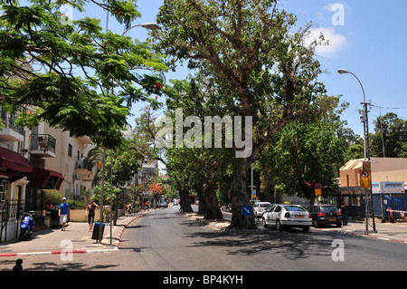 Israël, Tel Aviv, rue King George, 5 sycomores anciens (Ficus sycomorus) dans l'environnement urbain, Banque D'Images