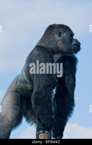Gorille de plaine de l'ouest contre un ciel clair Banque D'Images
