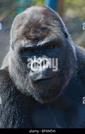 Portrait de gorille de plaine de l'Ouest Banque D'Images