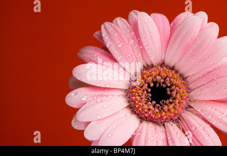 Marguerite rouge macro avec les gouttelettes d'eau sur les pétales Banque D'Images