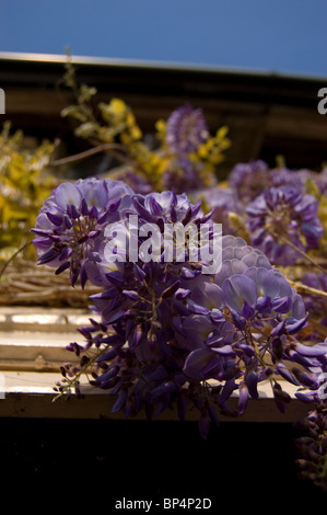 Wisteria sur old english farmhouse Banque D'Images