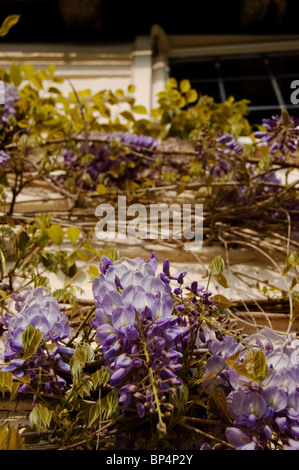 Wisteria sur old english farmhouse Banque D'Images