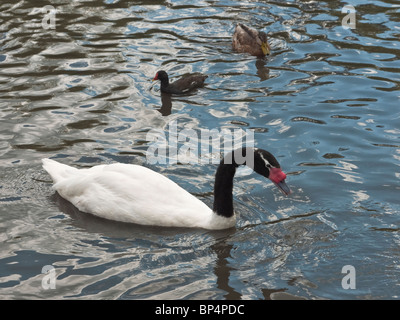 Black Necked Swan piscine à Slimbridge Wildfowl and Wetlands Trust, Gloucestershire, Royaume-Uni Banque D'Images