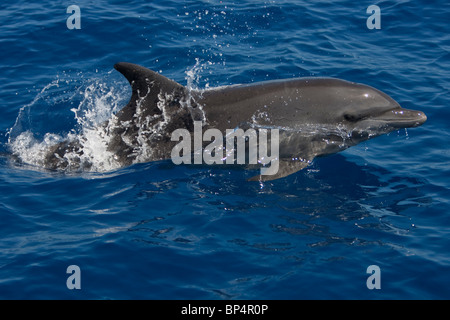 Grand dauphin, Tursiops truncatus, Grosser Tümmler sautant de la côte sud du Sri Lanka Banque D'Images