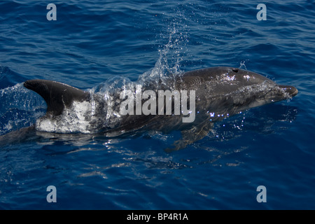 Grand dauphin, Tursiops truncatus, Grosser Tümmler surfacing côte sud du Sri Lanka Banque D'Images