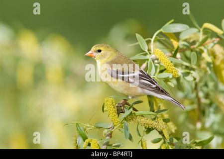 Les femelles du chardonneret perché dans Willow Tree Banque D'Images