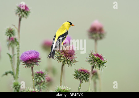 Chardonneret jaune perché dans les fleurs de Chardon Banque D'Images