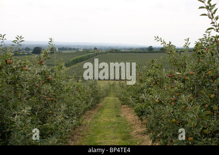 Verger dans le Kent, Angleterre. Banque D'Images