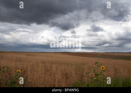 Les formations de nuages cumulus menaçants thunder ci-dessus qui se profile un vaste champ de cultures en milieu rural sud-ouest du Colorado Banque D'Images