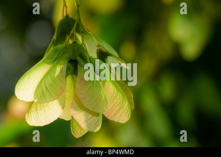 Graines d'arbres d'érable avec des ailes de l'hélicoptère. Banque D'Images