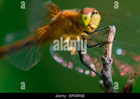 Les libellules sont un type d'insecte appartenant à l'ordre des odonates, le sous-ordre des Epiprocta ou, l'infraordre Anisoptera. Banque D'Images