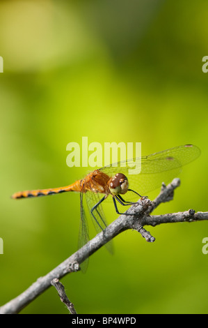 Les libellules sont un type d'insecte appartenant à l'ordre des odonates, le sous-ordre des Epiprocta ou, l'infraordre Anisoptera. Banque D'Images