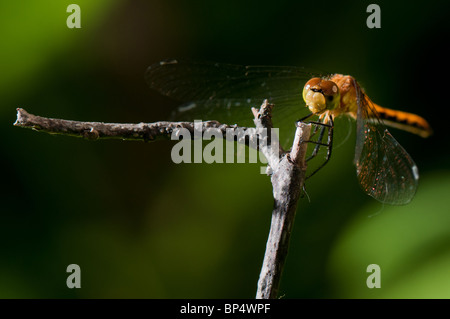 Les libellules sont un type d'insecte appartenant à l'ordre des odonates, le sous-ordre des Epiprocta ou, l'infraordre Anisoptera. Banque D'Images