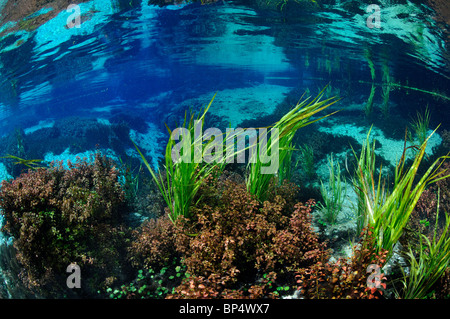 Printemps Ichetucknee Ichetucknee State Park, Floride, Banque D'Images