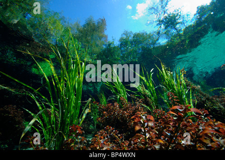 Printemps Ichetucknee Ichetucknee State Park, Floride, Banque D'Images