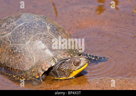 Tortue mouchetée (Emydoidea blandingii, originaire de la région des Grands Lacs d'Amérique du nord du Nebraska à la Nouvelle-Écosse Banque D'Images