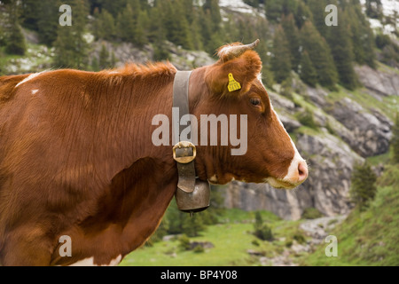 Le pâturage du bétail élevé dans les Alpes Suisses près de Wengen, Suisse Banque D'Images