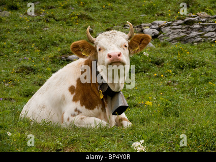 Le pâturage du bétail élevé dans les Alpes Suisses près de Wengen, Suisse Banque D'Images