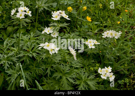 Anémone à fleurs de Narcisse en fleurs, Alpes suisses. Banque D'Images