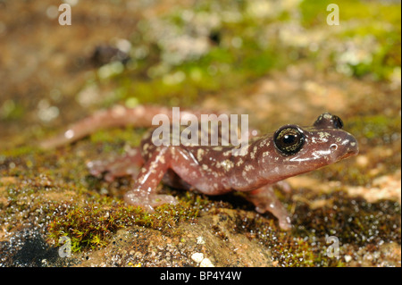 Sarrabus Cave Salamander (sarrabusensis Speleomantes ), sur des pierres avec les lichens, Italie, Sardaigne, Sarrabus Gebirge Banque D'Images