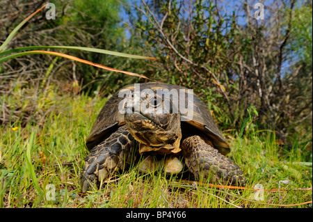 Chat tortue, marginated tortoise (Testudo marginata), dans l'habitat, de l'Italie, Sardaigne Banque D'Images