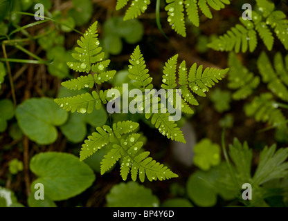 Fougère dryopteris Gymnocarpium chêne, ( = Thelypteris dryopteris) shady total. Banque D'Images