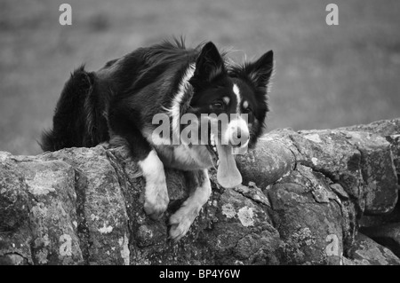 IVOR'S SHEEPDOG JEN TRAVAILLER COLLIE Banque D'Images