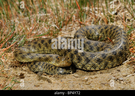 Yam's (Natrix tessellata) serpent, enroulé sur un chemin, la Grèce, le Creta Banque D'Images