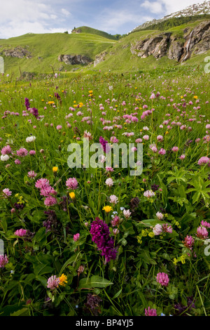 Fen prairie avec marsh orchidées sur le col du Julier (Guglia), à l'est de la Suisse. Banque D'Images