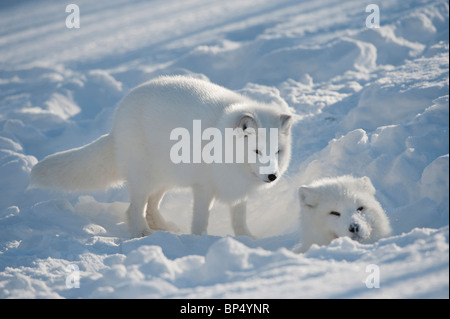 Le renard arctique (Alopex lagopus), paire en manteau d'hiver à den site dans la neige. Banque D'Images