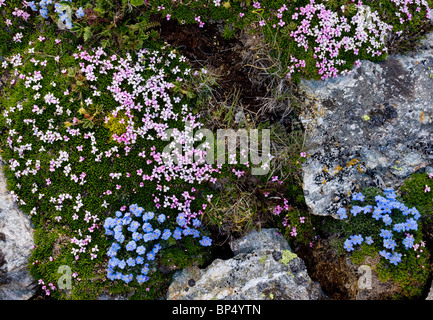 Roi-de-la-Alpes, Eritrichium nanum, Silene acaulis Silène acaule et sur le Col de Livigno, Suisse. Banque D'Images