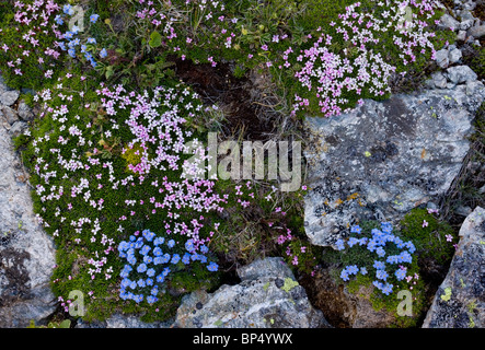 Roi-de-la-Alpes, Eritrichium nanum, Silene acaulis Silène acaule et sur le Col de Livigno, Suisse. Banque D'Images