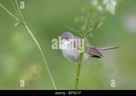 Fauvette grisette (Sylvia curruca moindre). Mâle adulte en plumage nuptial accroché à une tige. Banque D'Images