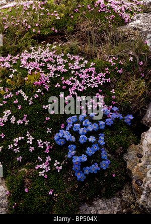 Roi-de-la-Alpes, Eritrichium nanum, Silene acaulis Silène acaule et sur le Col de Livigno, Suisse. Banque D'Images