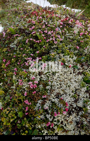 Azalée rampante ou azalée, Loiseleuria procumbens en tapis très fleuries, sur le col de l'Albula, Suisse. Banque D'Images