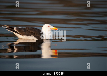 Great Black-retour (Larus marinus). Des profils sur l'eau, la Norvège. Banque D'Images